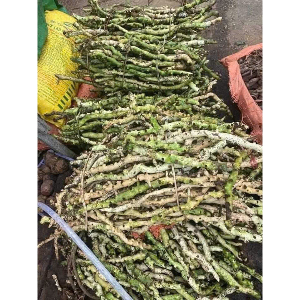 Tắc Kè Đá (cốt toái bổ) tươi Tây Bắc 5kg