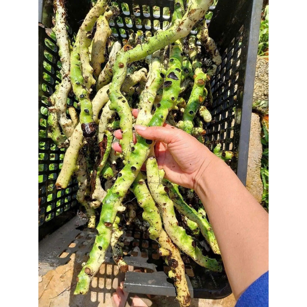 Tắc Kè Đá (cốt toái bổ) tươi Tây Bắc 5kg