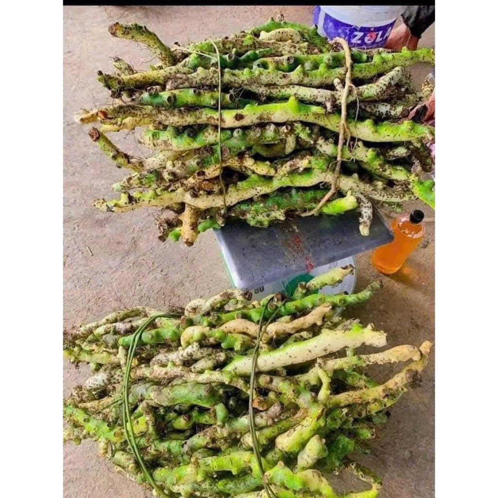 Tắc Kè Đá (cốt toái bổ) tươi Tây Bắc 5kg