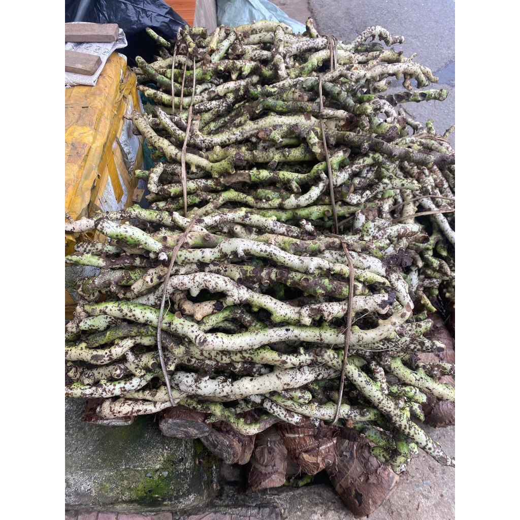 Tắc Kè Đá (cốt toái bổ) tươi Tây Bắc 5kg