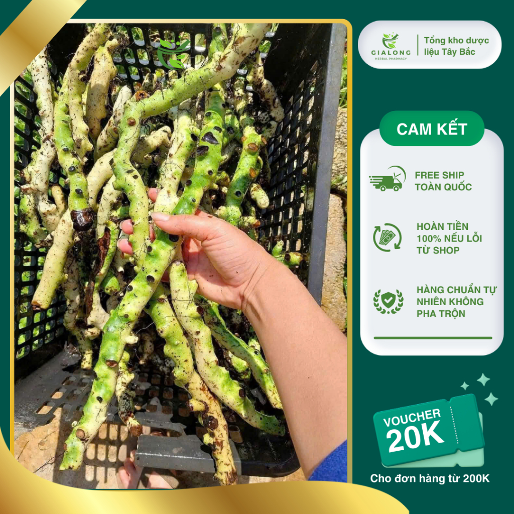 Tắc Kè Đá (cốt toái bổ) tươi Tây Bắc 5kg