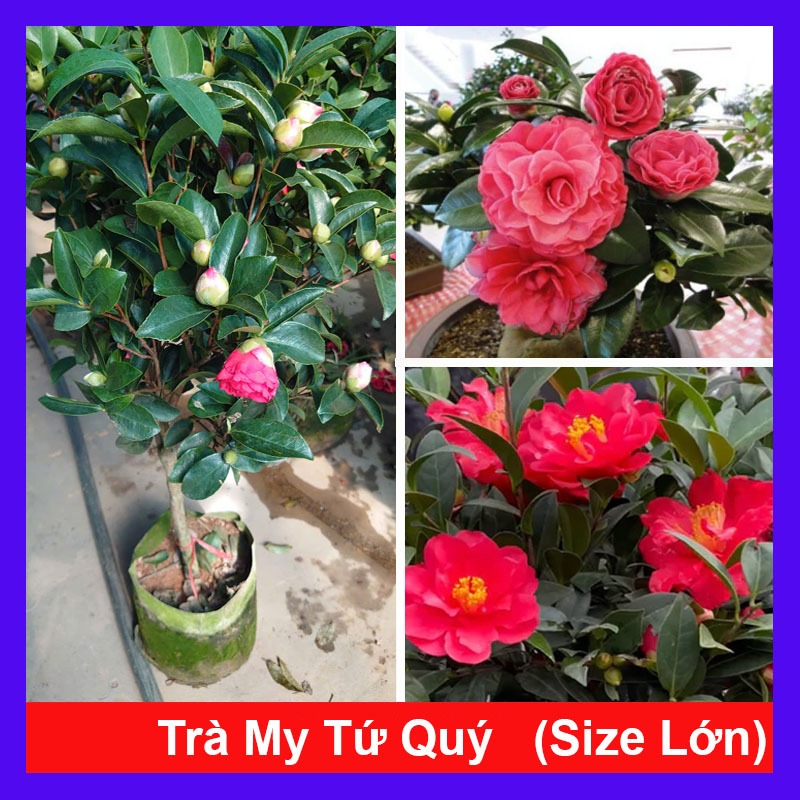 Cây trà my tứ quý kép (size lớn 3 năm tuổi cao 60-100cm) chậu cây đang hoa nụ, hoa 4 mùa quanh năm