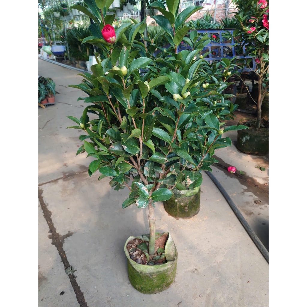 Cây trà my tứ quý kép (size lớn 3 năm tuổi cao 60-100cm) chậu cây đang hoa nụ, hoa 4 mùa quanh năm