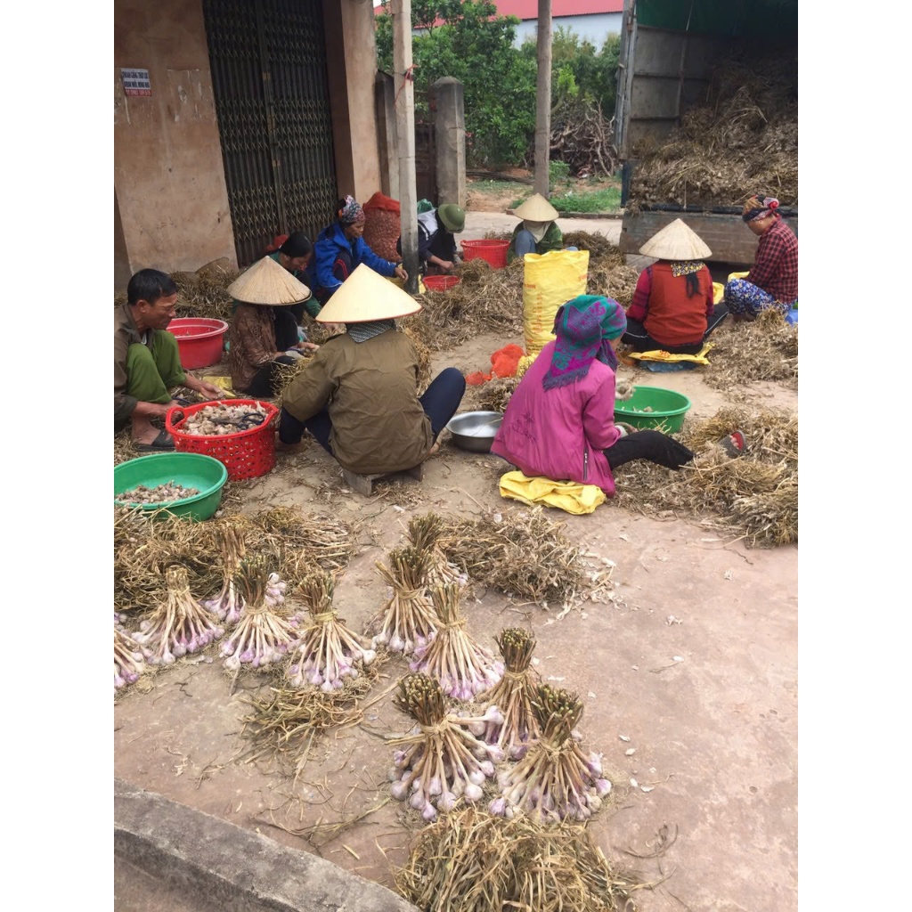 HÀNH -  TỎI TA  khÔ có cuống, cắt cuống 1000G