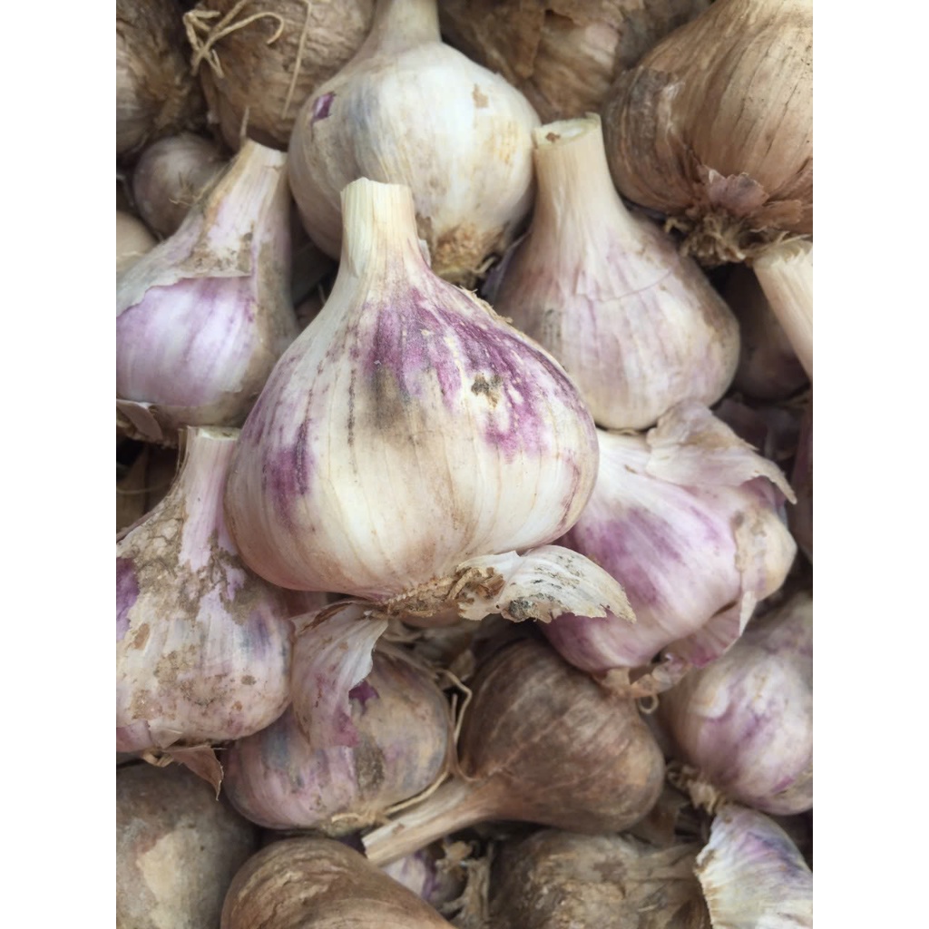 HÀNH -  TỎI TA  khÔ có cuống, cắt cuống 1000G
