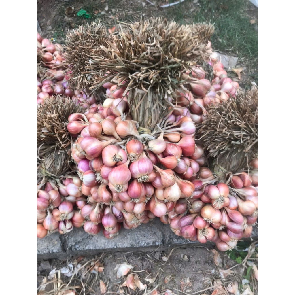 HÀNH -  TỎI TA  khÔ có cuống, cắt cuống 1000G