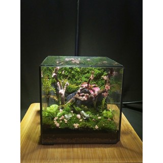 Terrarium " Khối Bình Yên " Quà tặng sinh nhật ý nghĩa