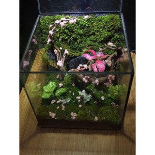 Terrarium " Khối Bình Yên " Quà tặng sinh nhật ý nghĩa