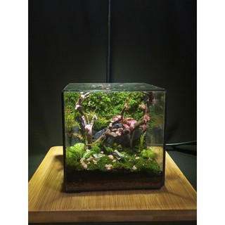 Terrarium " Khối Bình Yên " Quà tặng sinh nhật ý nghĩa