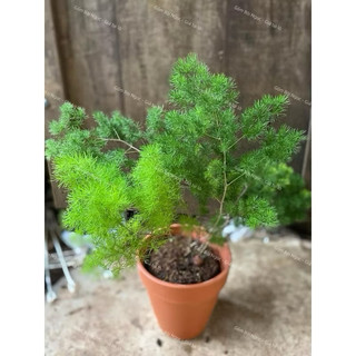 Chậu Đất Nung Nhiều Màu Nhiều Kích Thước - Chậu Ly - Trồng Sen Đá - Xương Rồng Từ 17cm Đến 20cm - Gốm Lái Thiêu