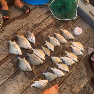 Mồi bột Ikada , iso chuyên Tráp , Hanh, rìa, bagai, cá song