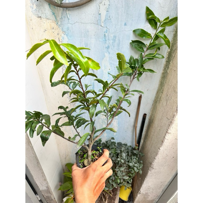 Hoa mai Siêu Bông_cây ghép