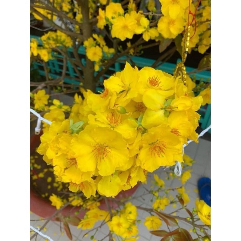 Hoa mai Siêu Bông_cây ghép