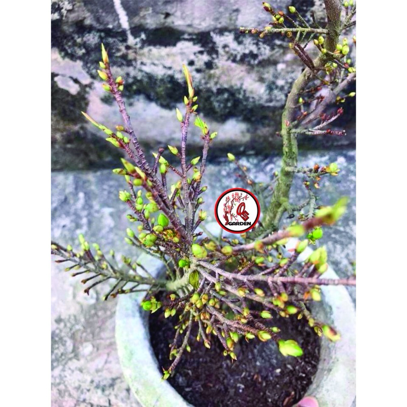 Hoa mai Siêu Bông_cây ghép