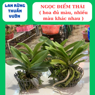 Ngọc điểm thái mix đủ màu cây lá mít xếp rụt thân lá xanh tươi