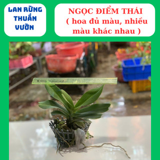Ngọc điểm thái mix đủ màu cây lá mít xếp rụt thân lá xanh tươi