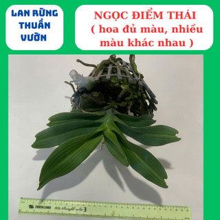 Ngọc điểm thái mix đủ màu cây lá mít xếp rụt thân lá xanh tươi