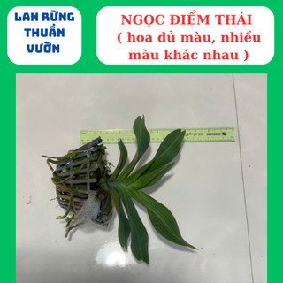 Ngọc điểm thái mix đủ màu cây lá mít xếp rụt thân lá xanh tươi