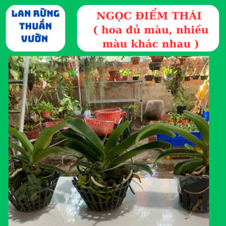 Ngọc điểm thái mix đủ màu cây lá mít xếp rụt thân lá xanh tươi