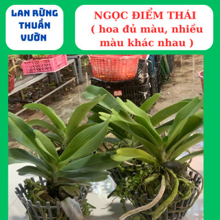 Ngọc điểm thái mix đủ màu cây lá mít xếp rụt thân lá xanh tươi