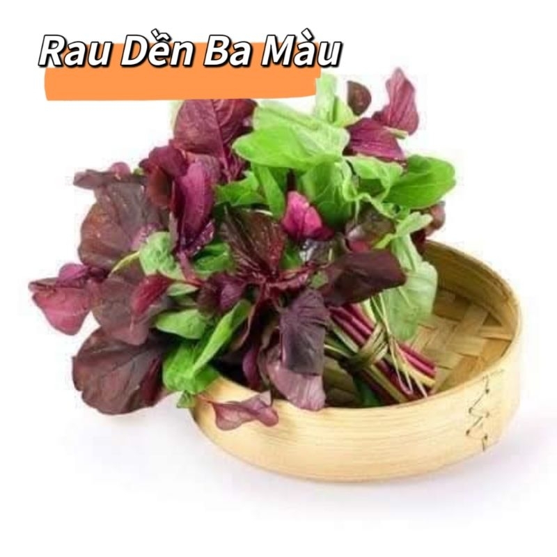 Hạt Giống Rau Dền Ba Màu💝 Thu Hoạch Quanh Năm Rất Dễ Trồng