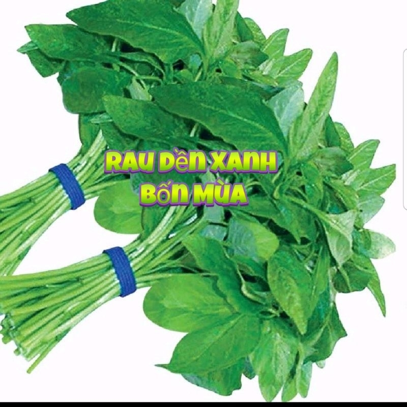 Hạt Giống Rau Dền Xanh 😋 Gieo Trồng Quanh Năm