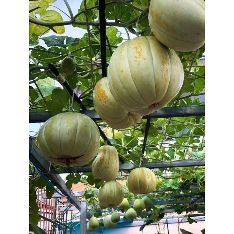 Hạt  Giống Dưa Bở Thái Lan 30 hạt 🎇 Rất Dễ Trồng, Thơm Ngon