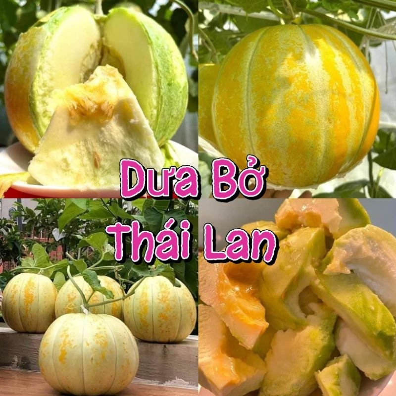 Hạt  Giống Dưa Bở Thái Lan 30 hạt 🎇 Rất Dễ Trồng, Thơm Ngon