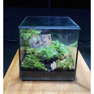 Terrarium " Rừng Tối Harry "   quà tặng sinh nhật ý nghĩa