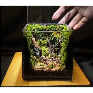 Terrarium " Rừng Tối Harry "   quà tặng sinh nhật ý nghĩa