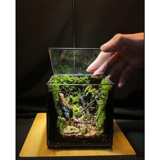 Terrarium " Rừng Tối Harry "   quà tặng sinh nhật ý nghĩa