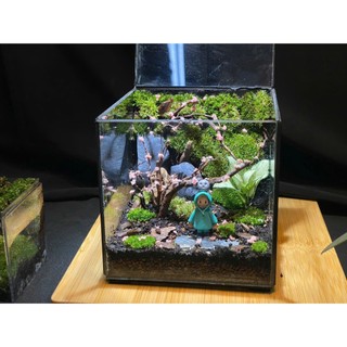 Terrarium " Rừng Tối Harry "   quà tặng sinh nhật ý nghĩa