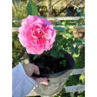 Hoa hồng lafont - chậu cây hoa hồng pháp trang trí hàng rào, sân vườn, ban công, sân thượng