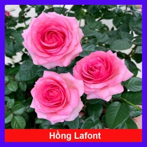 Hoa hồng lafont - chậu cây hoa hồng pháp trang trí hàng rào, sân vườn, ban công, sân thượng