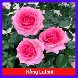 Hoa hồng lafont - chậu cây hoa hồng pháp trang trí hàng rào, sân vườn, ban công, sân thượng