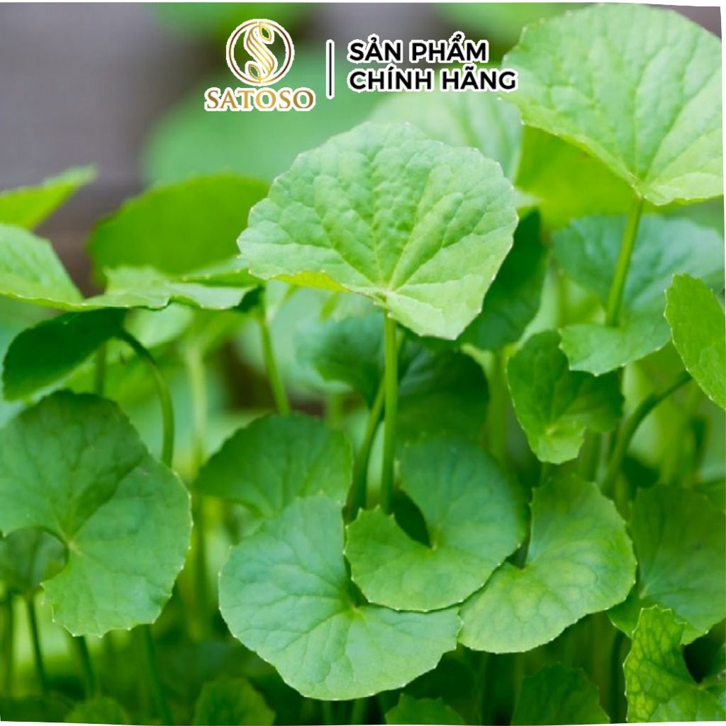 Cây Rau Má Khô Satoso Hỗ Trợ Thanh Nhiệt, Mát Gan Gói 1kg | Shopee Việt Nam
