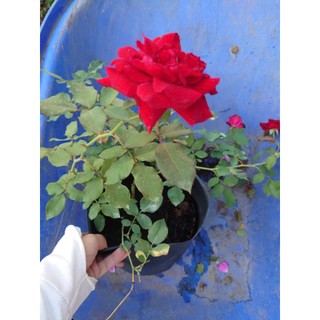 Hoa Hồng Cổ Hải Phòng - chậu cây hoa hồng leo màu đỏ nhung rất đẹp