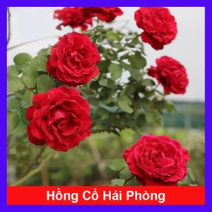 Hoa Hồng Cổ Hải Phòng - chậu cây hoa hồng leo màu đỏ nhung rất đẹp