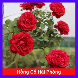 Hoa Hồng Cổ Hải Phòng - chậu cây hoa hồng leo màu đỏ nhung rất đẹp