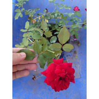 Hoa Hồng Cổ Hải Phòng - chậu cây hoa hồng leo màu đỏ nhung rất đẹp