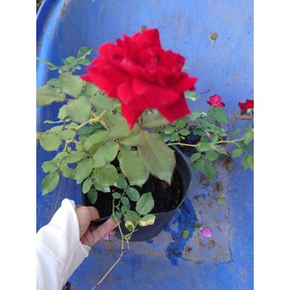 Hoa Hồng Cổ Hải Phòng - chậu cây hoa hồng leo màu đỏ nhung rất đẹp