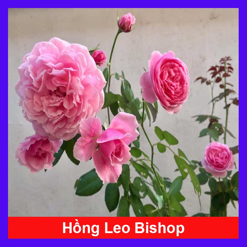 Hoa Hồng Bishop - chậu cây hoa hồng leo trồng cổng rào, sân vườn, ban công rất đẹp