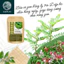 Trà diệp hạ châu-DIỆP CHI- 30 túi lọc- hỗ trợ viêm gan, giải độc, thanh nhiệt chống dị ứng mụn nhọt