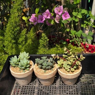 Sen đá trồng sẵn chậu đất nung 7cm xinh xắn thích hợp làm quà tặng sự kiện MẦM NẮNG GARDEN  lỗi 1 đền 1