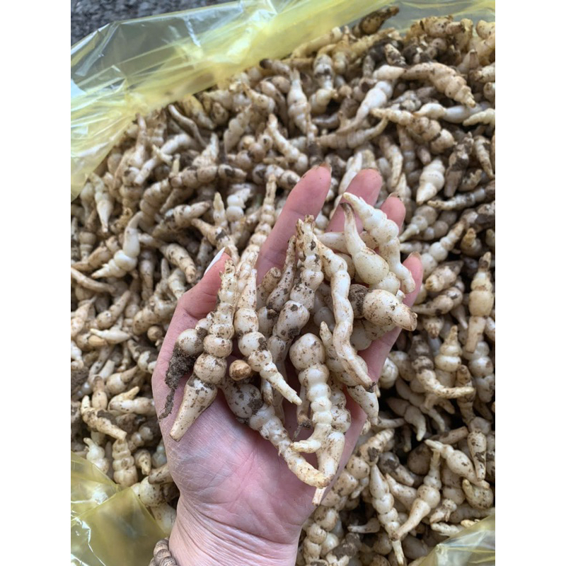 Sùng Thảo tự nhiên(Đông trùng đá,sâu đá) khô Cao nguyên đá Sìn Hồ