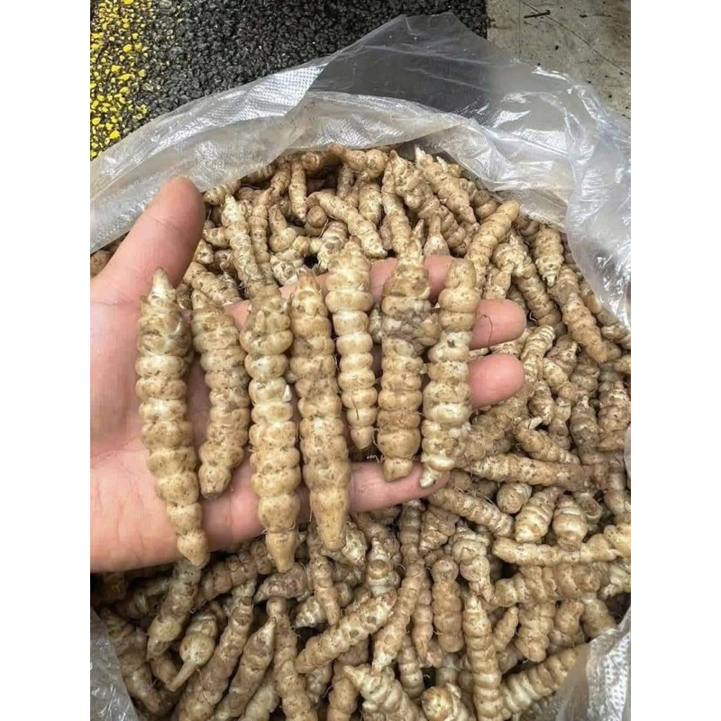 Sùng Thảo tự nhiên(Đông trùng đá,sâu đá) khô Cao nguyên đá Sìn Hồ