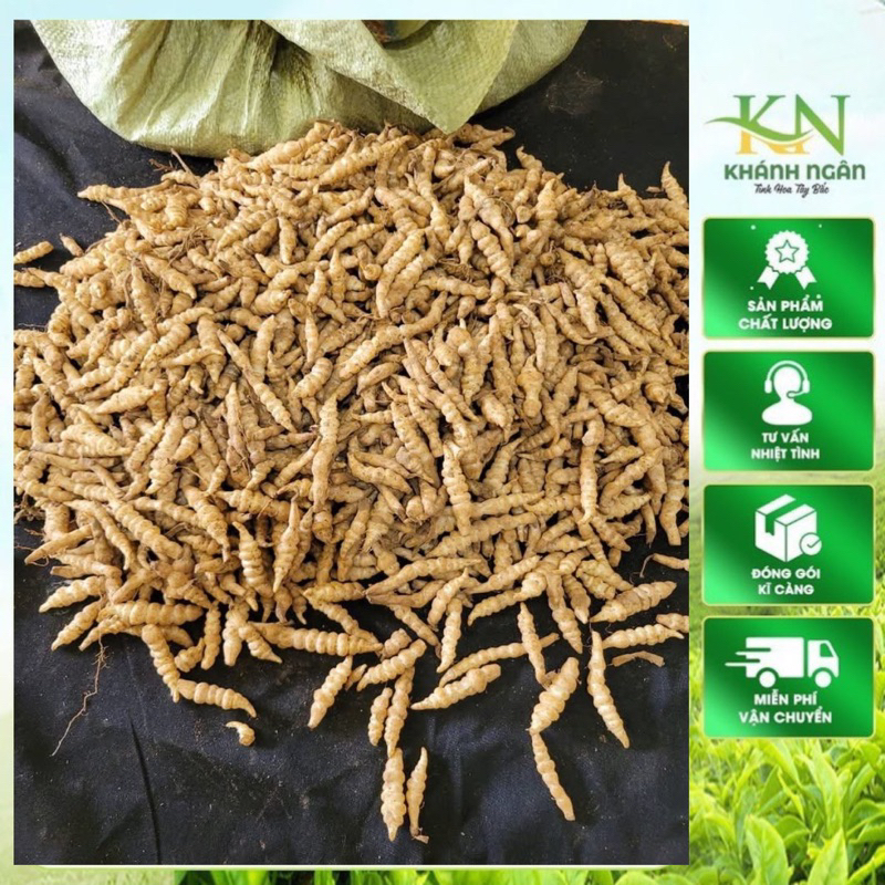 Sùng Thảo tự nhiên(Đông trùng đá,sâu đá) khô Cao nguyên đá Sìn Hồ