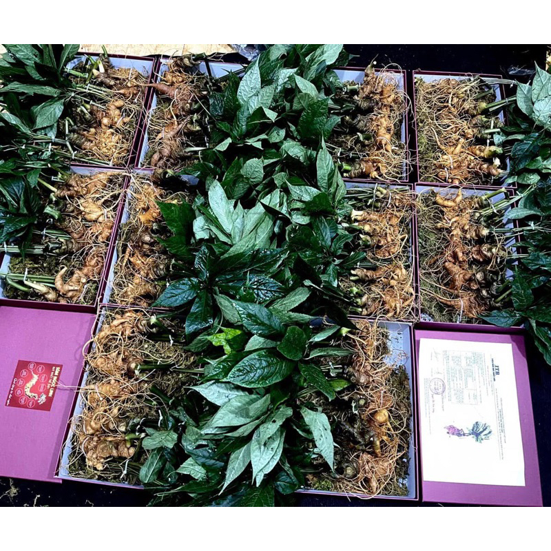 Sâm Lai Châu (Sâm Ngọc Linh).Vùi rừng lâu năm già tím, đậm vị dược chất cao