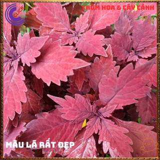 Chậu LÁ GẤM TÍA TÔ CẢNH màu ĐỎ ĐÔ LÁ NHỎ siêu phẩm trồng nền️📦 MiMa market