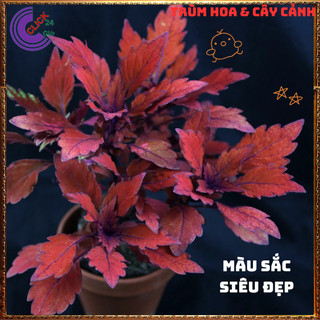 Chậu LÁ GẤM TÍA TÔ CẢNH màu ĐỎ ĐÔ LÁ NHỎ siêu phẩm trồng nền️📦 MiMa market